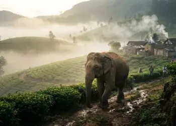 Sri Lanka vs Elephant Conflict: What expats need to know