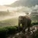 Sri Lanka vs Elephant Conflict: What expats need to know